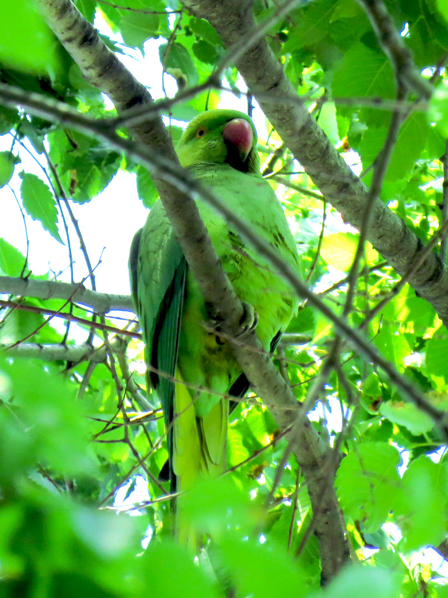 東京都世田谷区 ワカケホンセイインコの写真 by とろろ