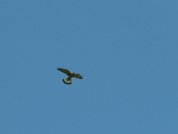 2019年5月5日(日) 東京都世田谷区の野鳥観察記録