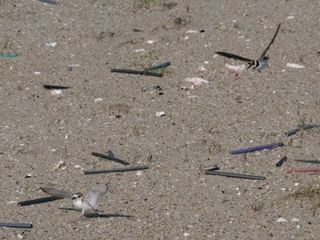 2019年5月2日(木) 福岡県　北九州市　の野鳥観察記録