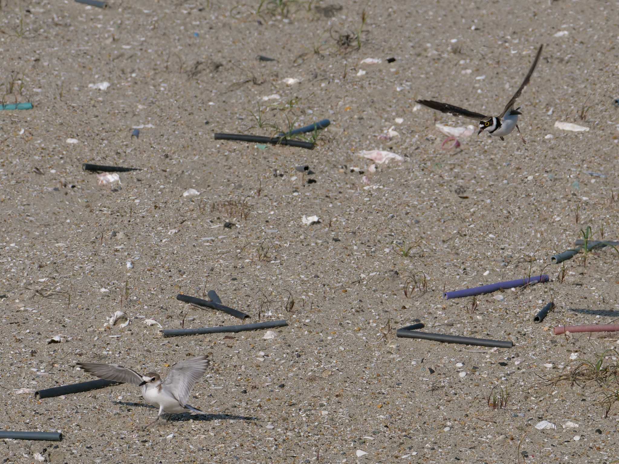 Little Ringed Plover