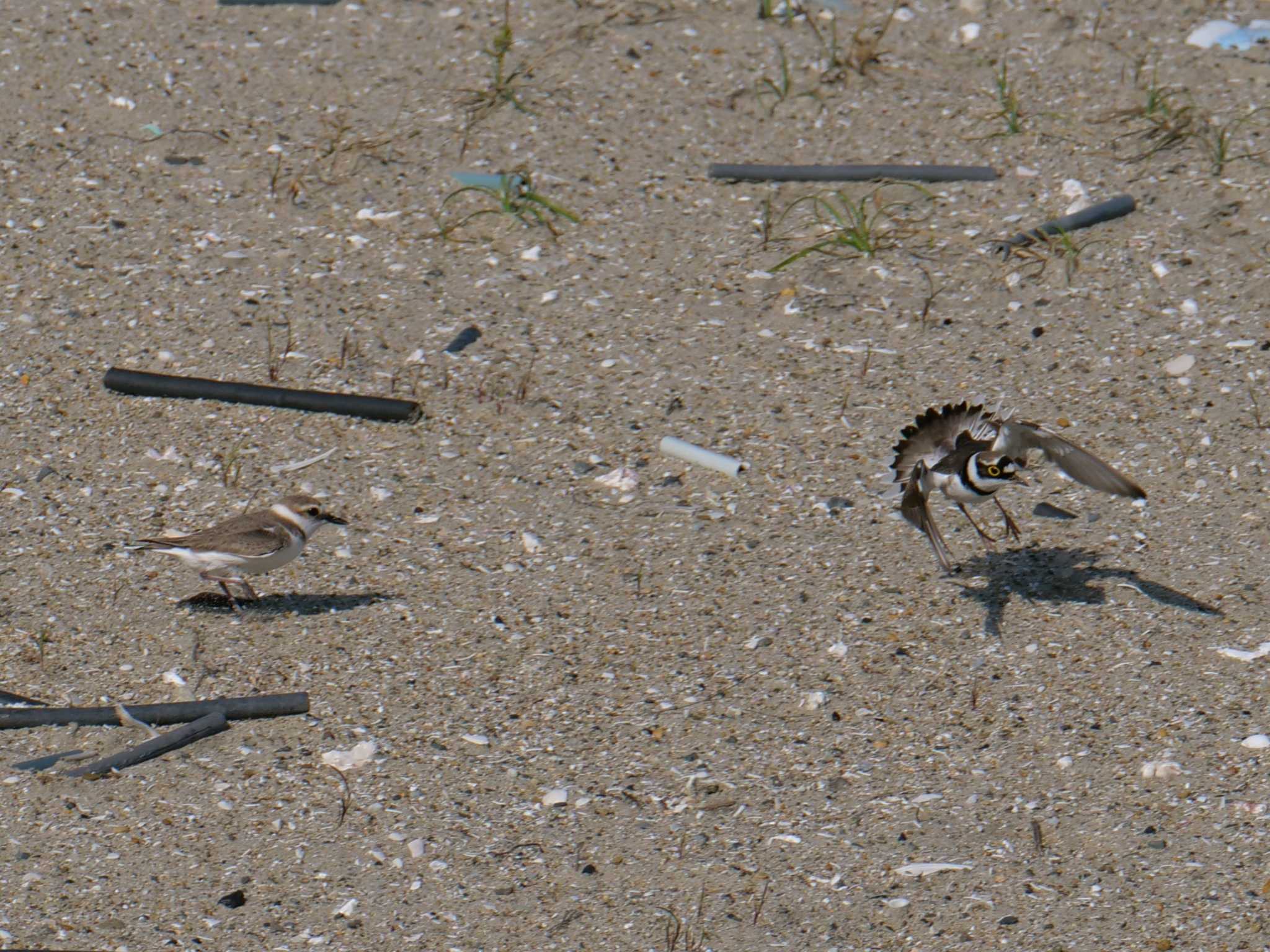 Little Ringed Plover