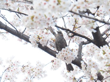 Brown-eared Bulbul 韓国・ソウル Sat, 4/13/2019