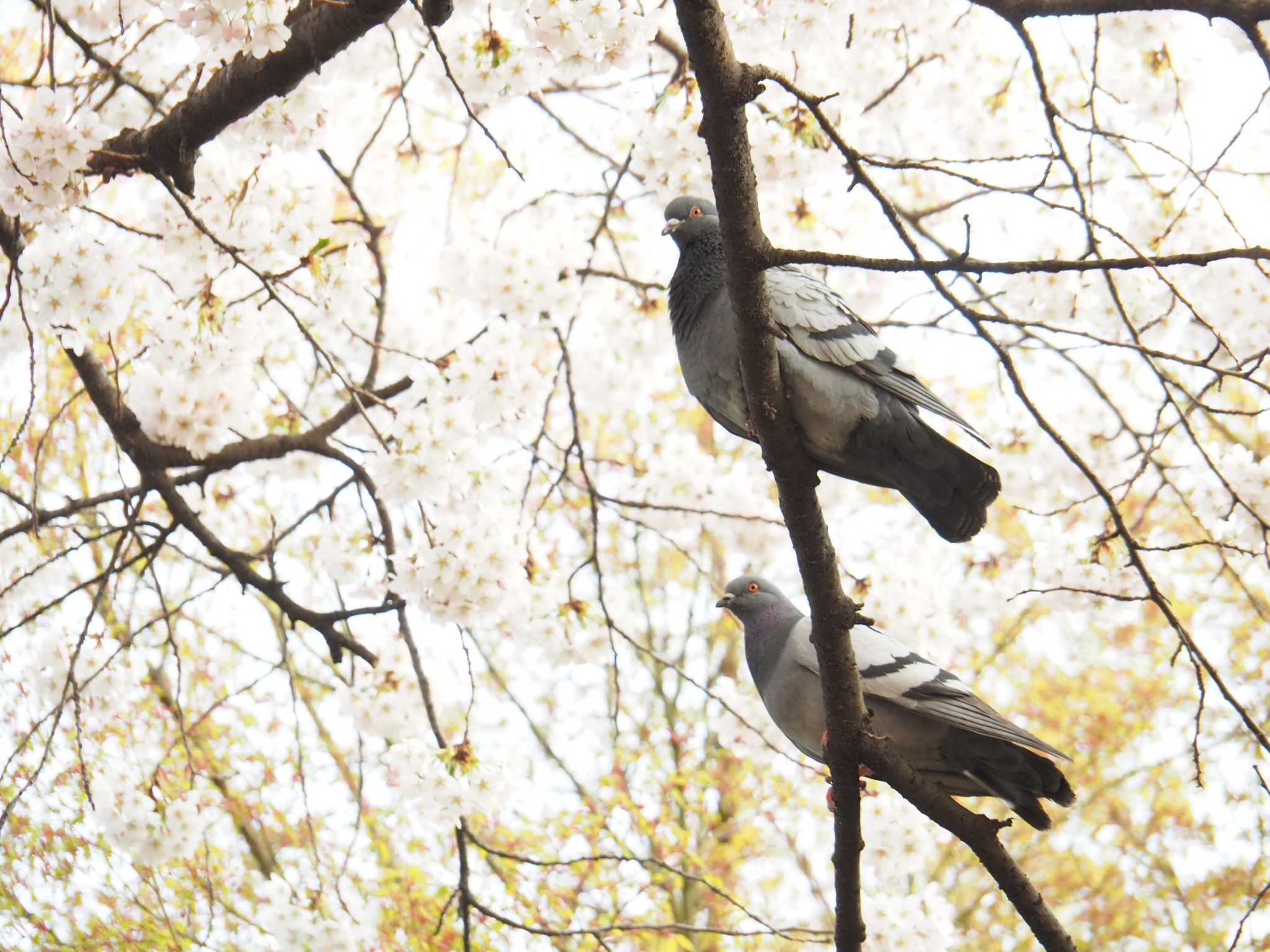 韓国・ソウル カワラバトの写真 by Shimitake85