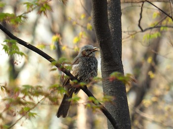 Brown-eared Bulbul 韓国・ソウル Sat, 4/13/2019