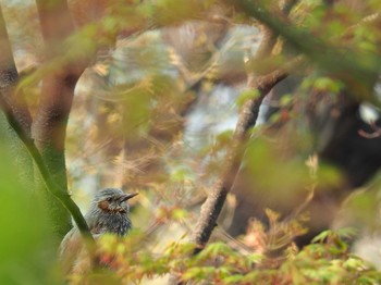 Brown-eared Bulbul 韓国・ソウル Sat, 4/13/2019