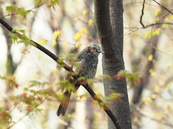 Brown-eared Bulbul 韓国・ソウル Sat, 4/13/2019