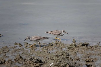 Grey-tailed Tattler 名古屋市 Sun, 5/5/2019