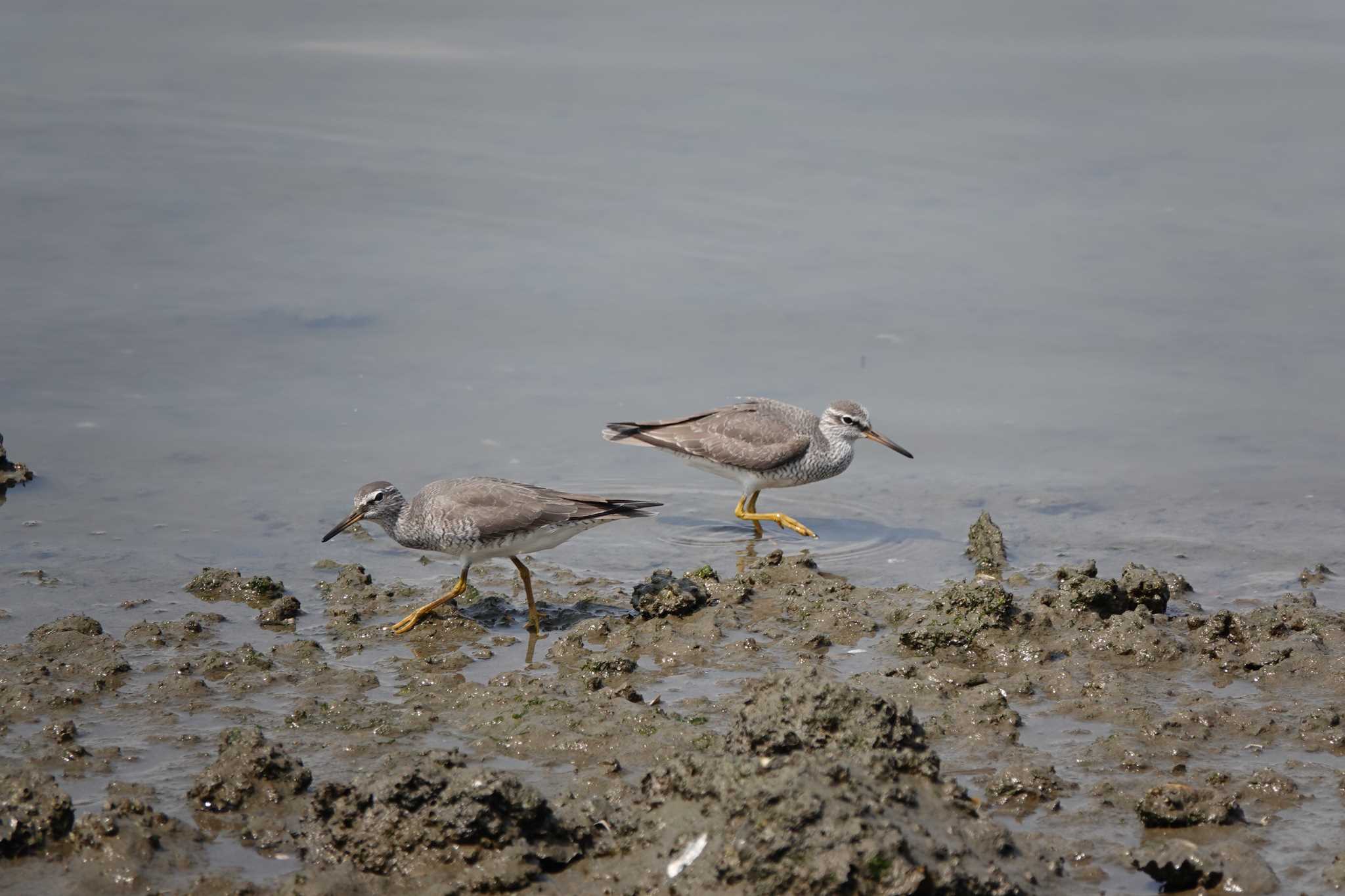 Photo of Grey-tailed Tattler at 名古屋市 by くーちゃる