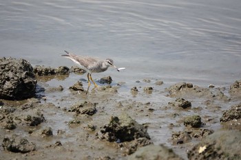 Grey-tailed Tattler 名古屋市 Sun, 5/5/2019