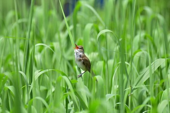 Oriental Reed Warbler Mizumoto Park Sun, 5/5/2019