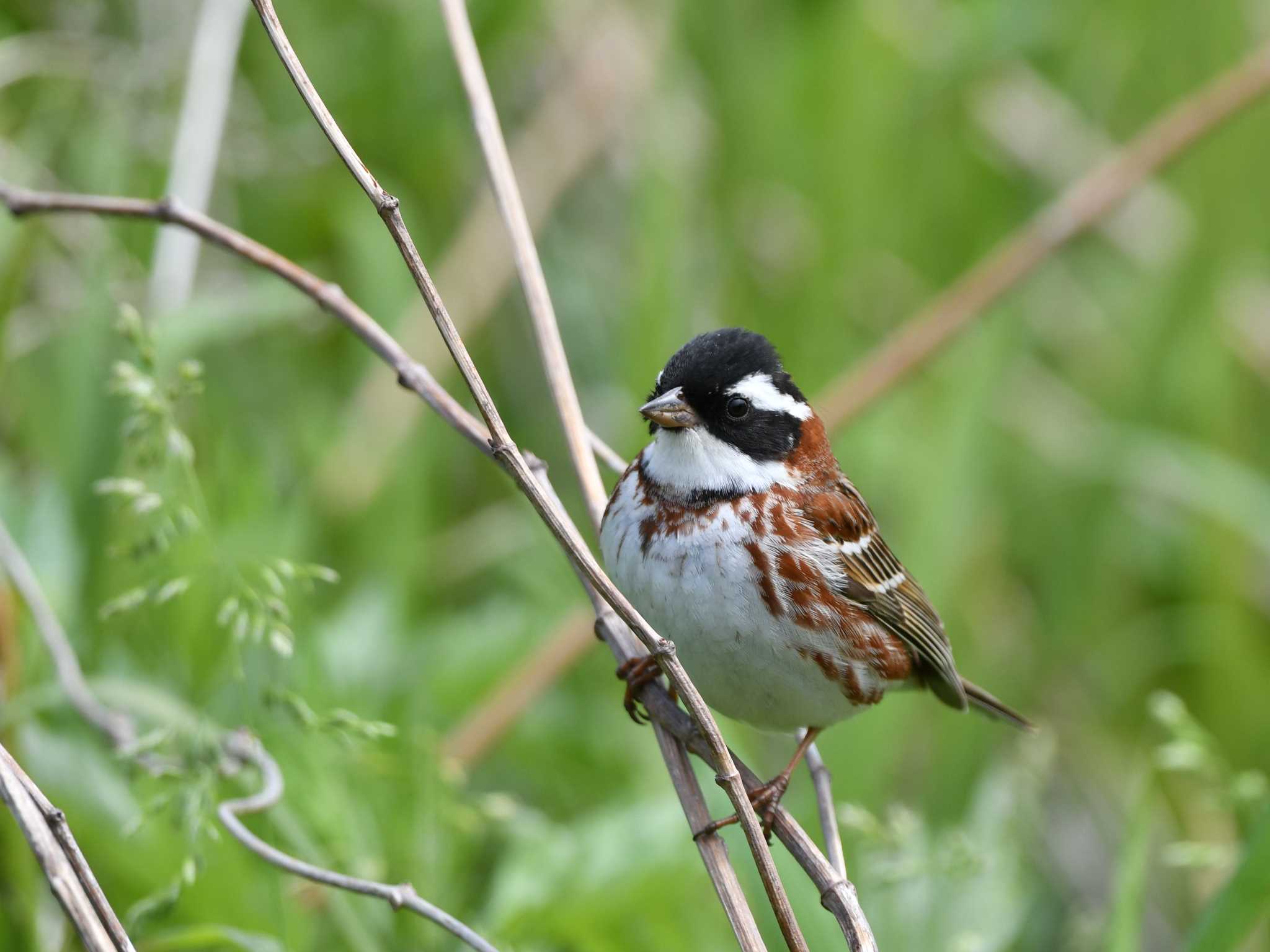 Rustic Bunting