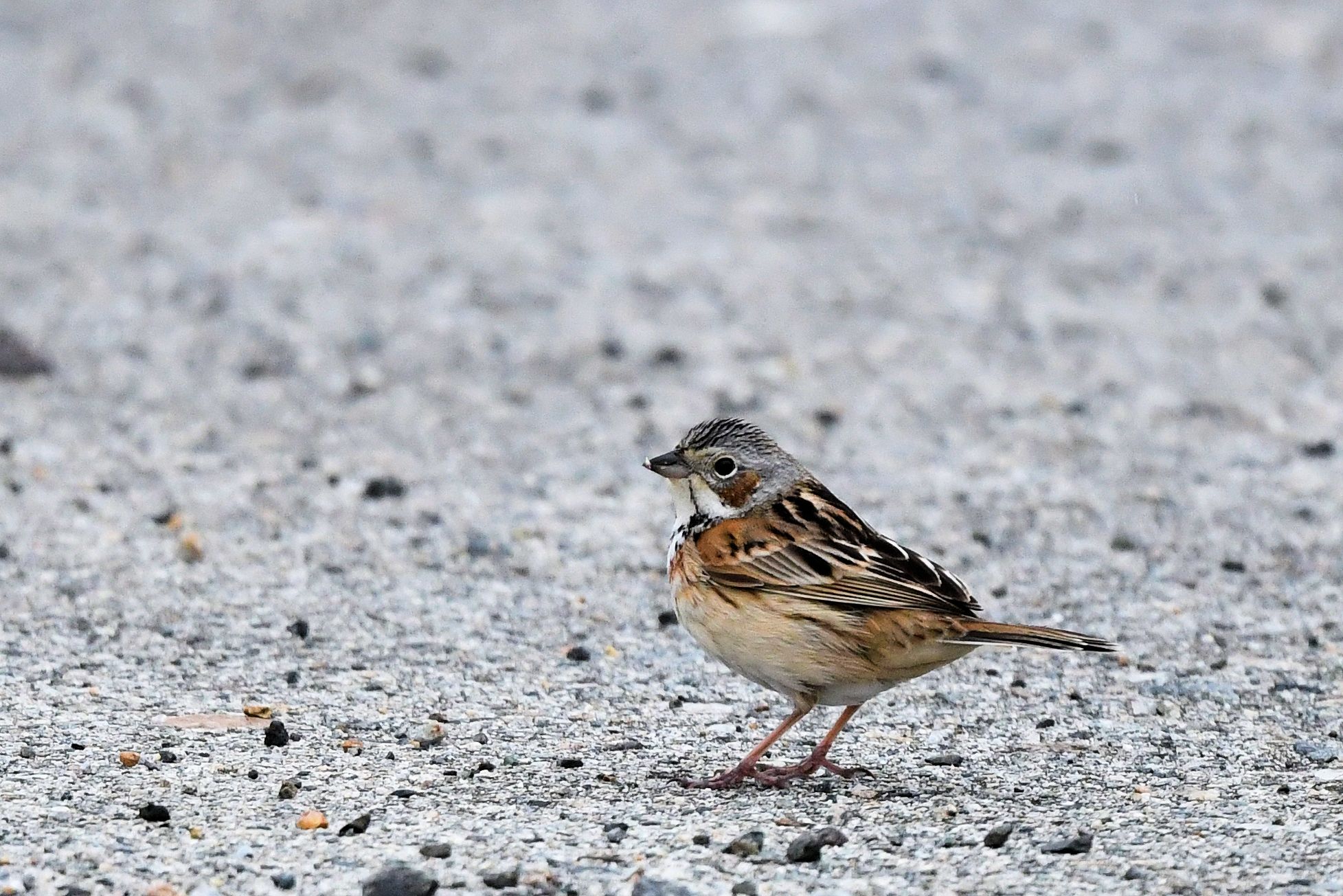 Chestnut-eared Bunting