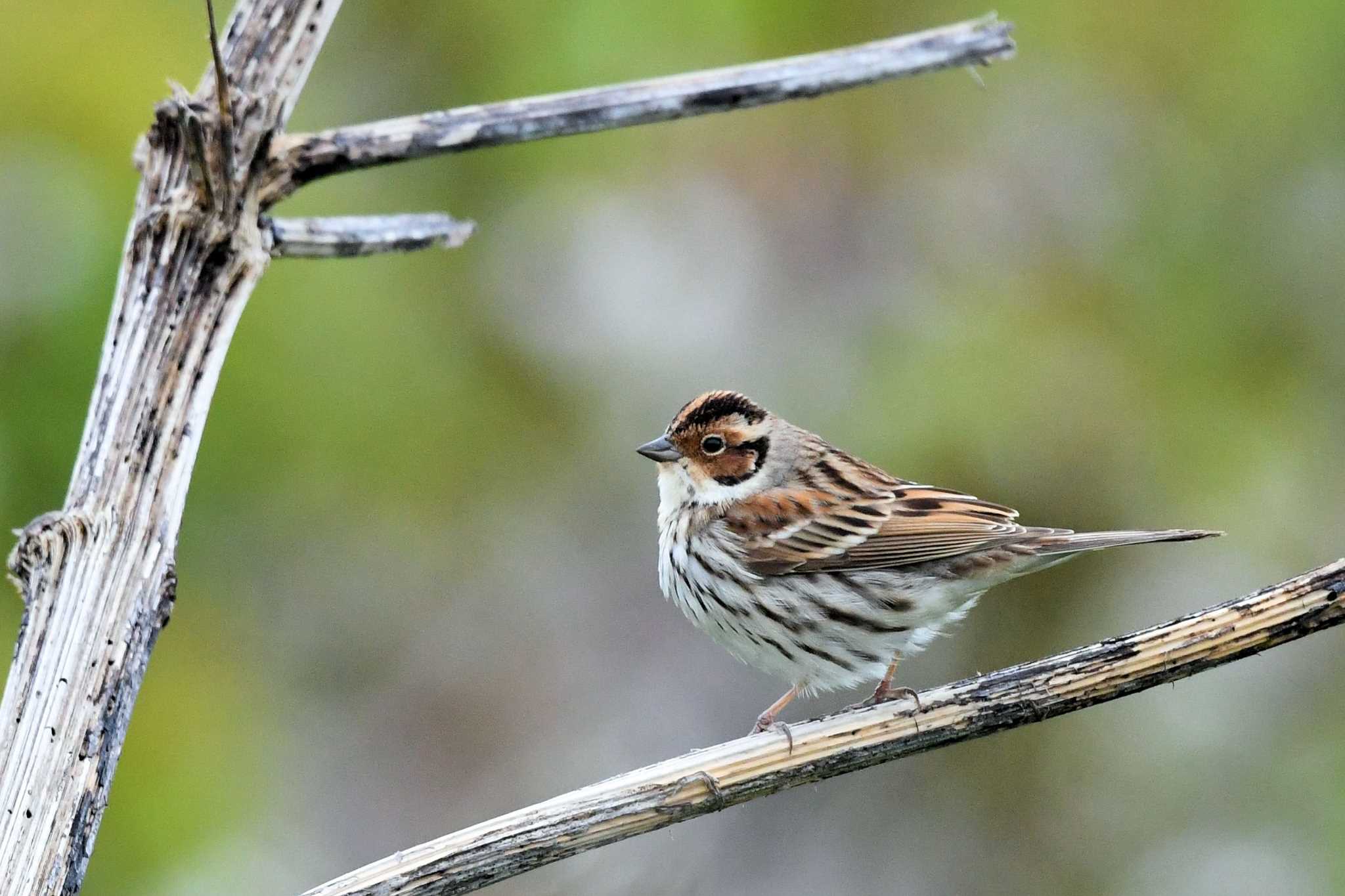 Little Bunting