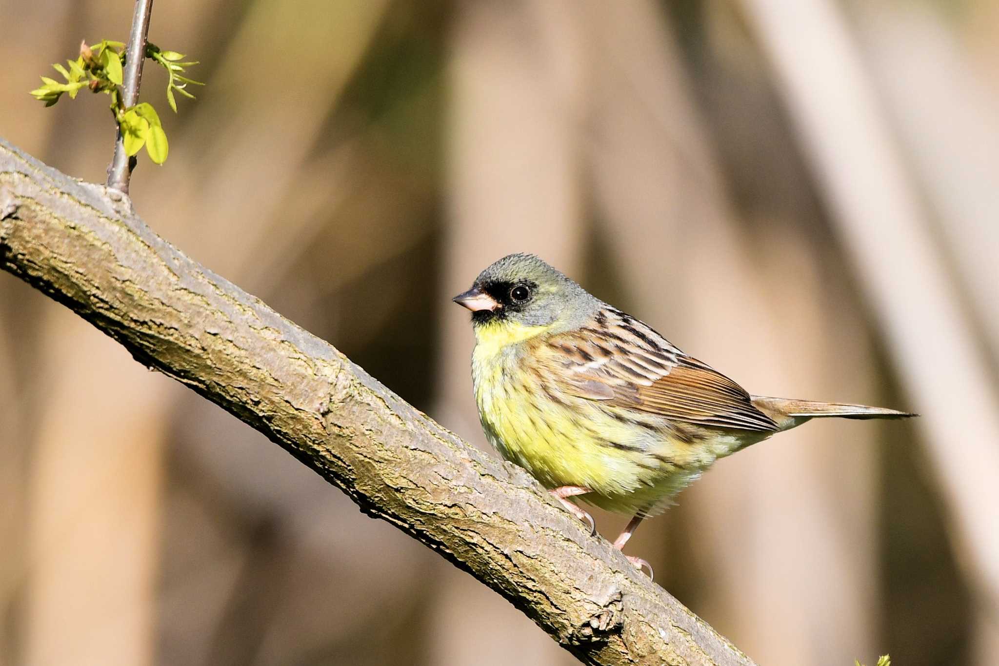 Masked Bunting