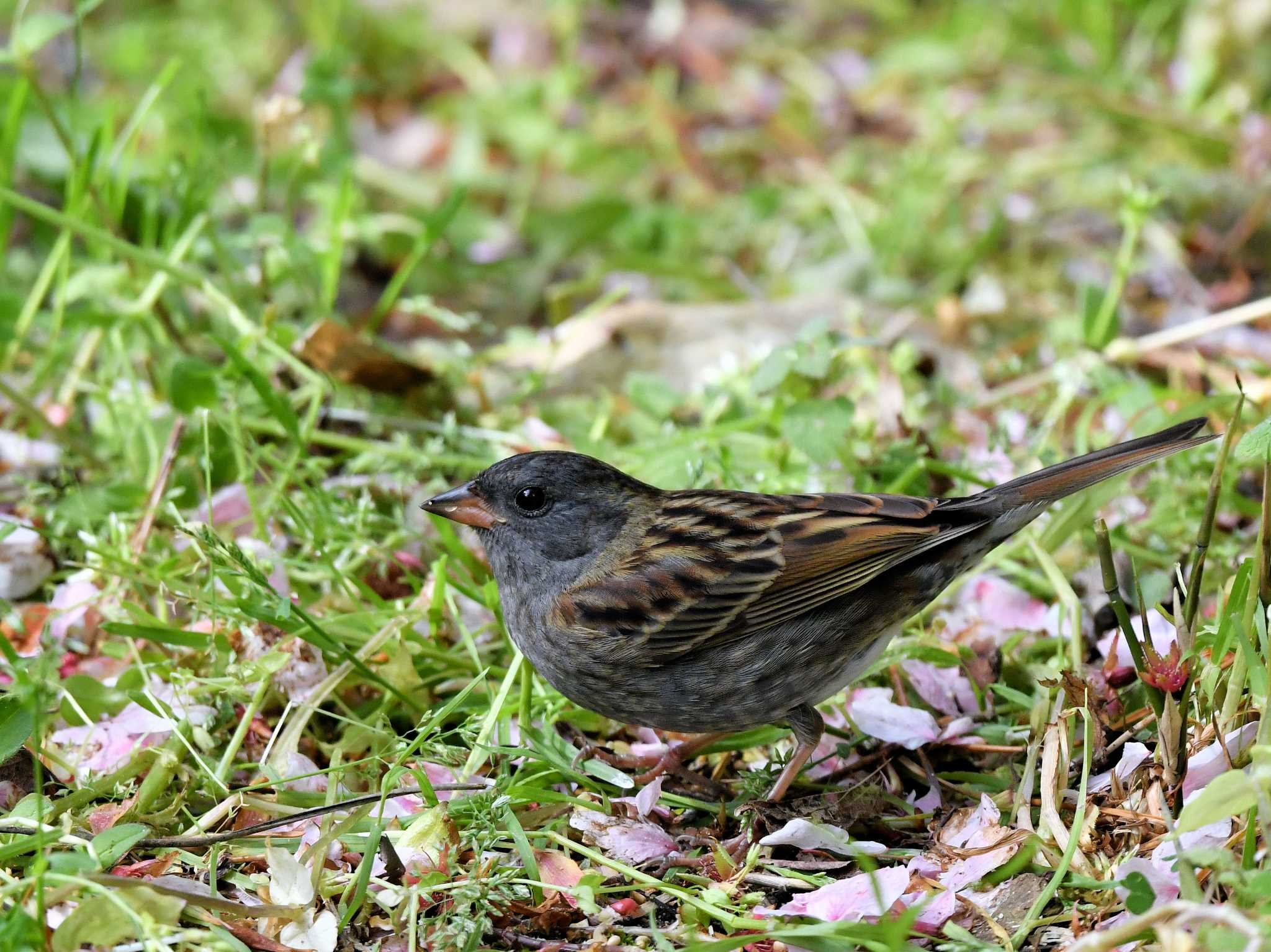 Grey Bunting