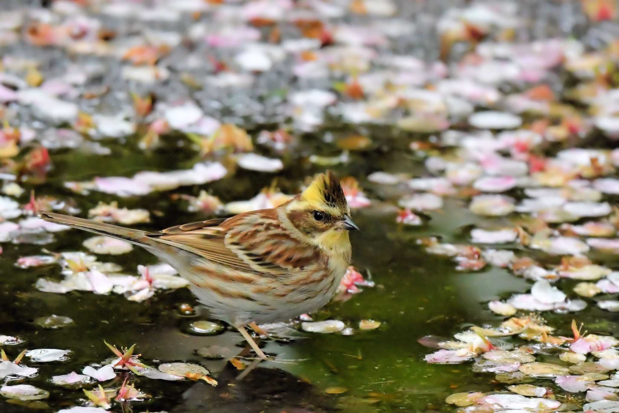 Yellow-throated Bunting