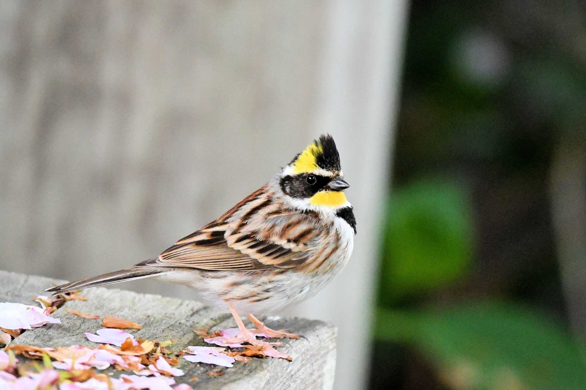 Yellow-throated Bunting