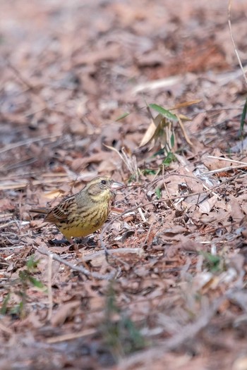 アオジ 井頭公園 2019年3月28日(木)