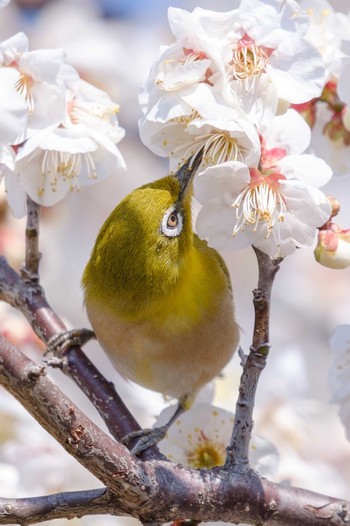 メジロ 井頭公園 2019年3月5日(火)