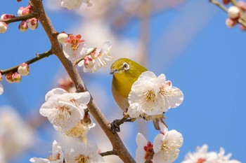 Warbling White-eye 井頭公園 Tue, 3/5/2019