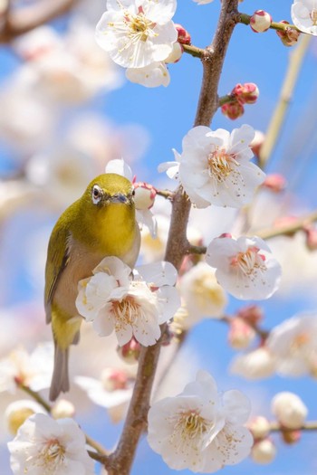 Warbling White-eye 井頭公園 Tue, 3/5/2019