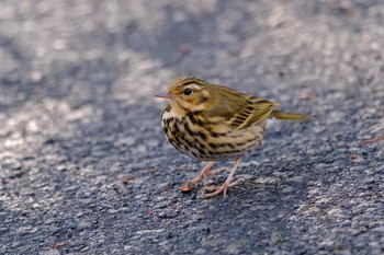 Olive-backed Pipit 井頭公園 Thu, 2/21/2019