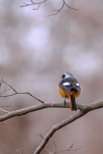 Daurian Redstart 井頭公園 Sat, 2/9/2019