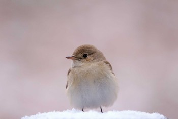 Red-breasted Flycatcher 井頭公園 Sat, 2/9/2019