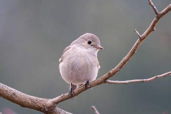 Red-breasted Flycatcher 井頭公園 Sun, 2/3/2019