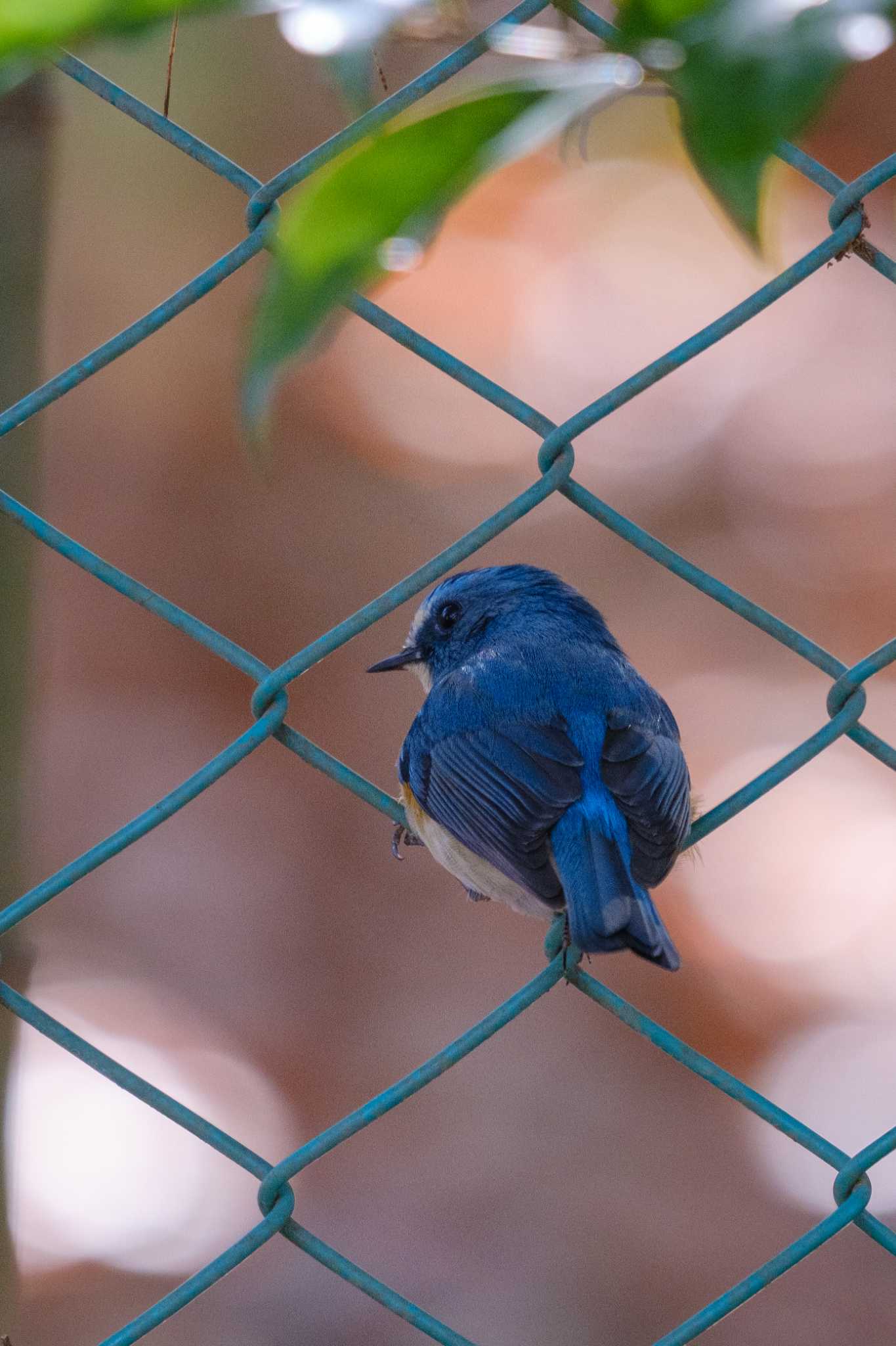 井頭公園 ルリビタキの写真 by akkii