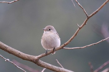 Red-breasted Flycatcher 井頭公園 Sun, 2/3/2019