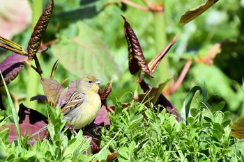 2019年4月23日(火) 舳倉島の野鳥観察記録