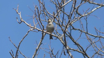 2019年5月5日(日) しころの沢公園(北海道岩見沢市)の野鳥観察記録