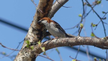 ニュウナイスズメ しころの沢公園(北海道岩見沢市) 2019年5月5日(日)