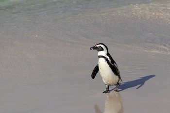 2019年4月30日(火) Boulders Beach (South Africa)の野鳥観察記録