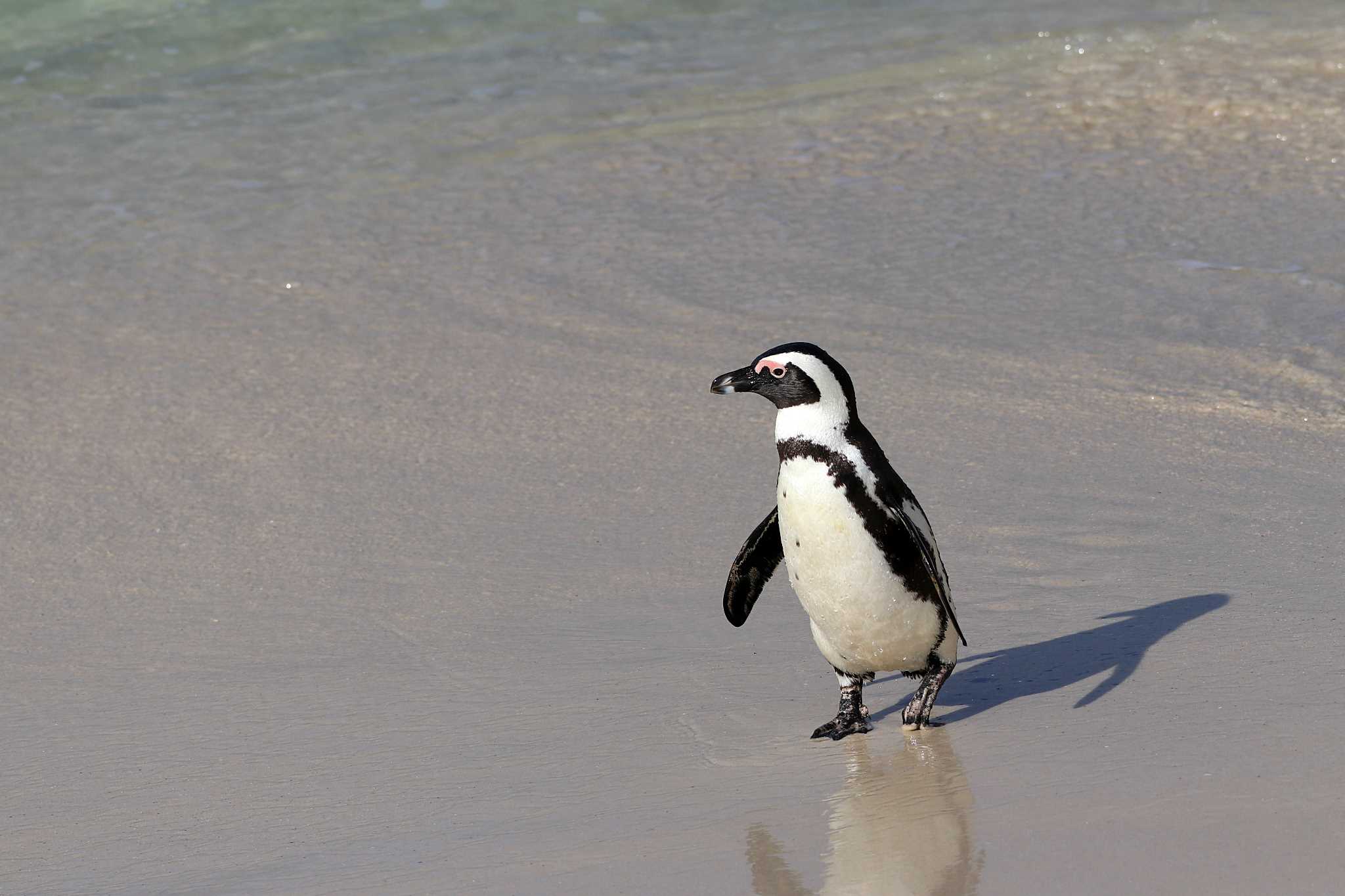 Boulders Beach (South Africa) ケープペンギンの写真 by とみやん