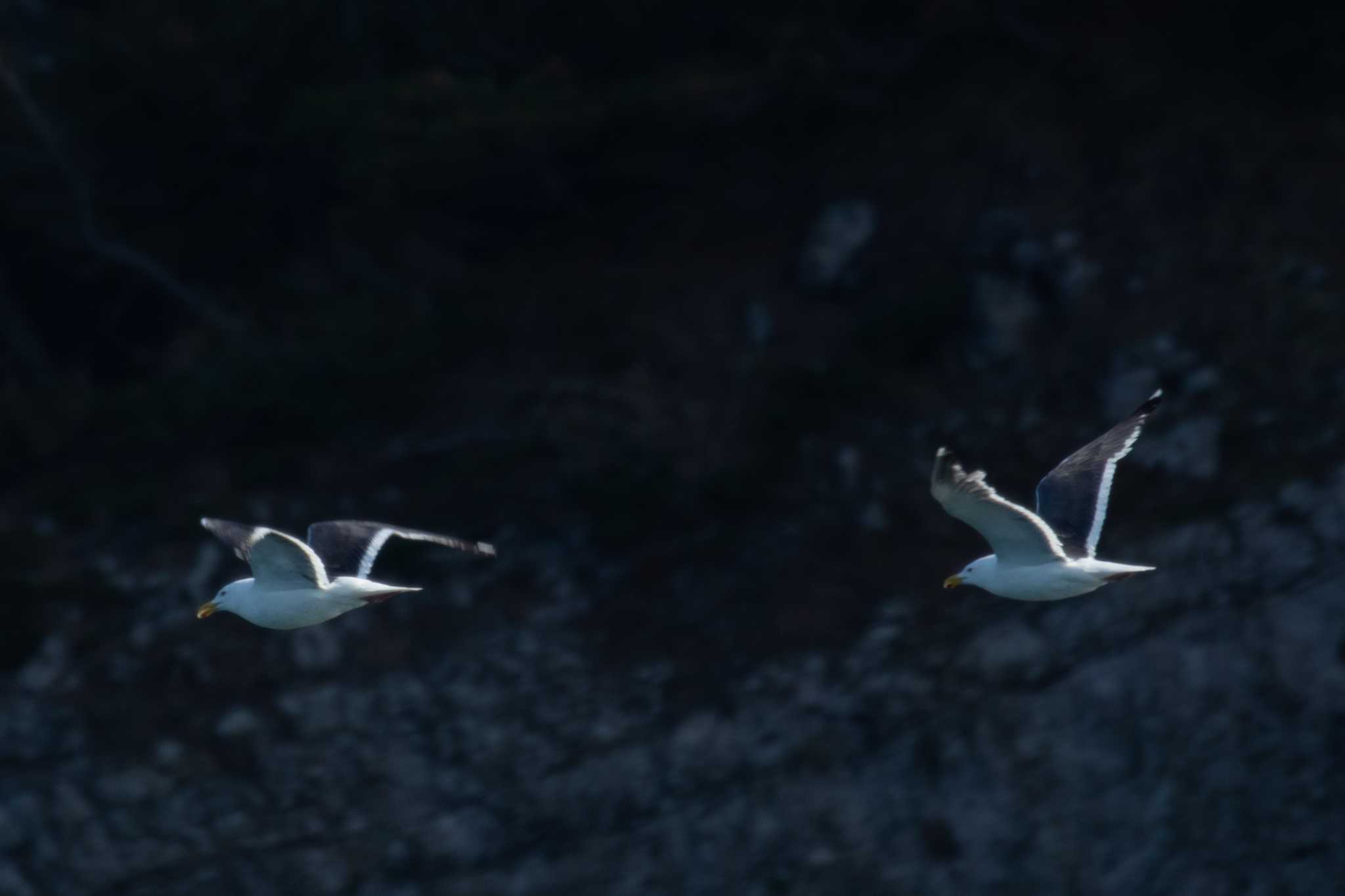 Photo of Slaty-backed Gull at 田代島航路 by かつきち