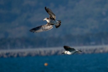 Sun, 5/5/2019 Birding report at 田代島航路