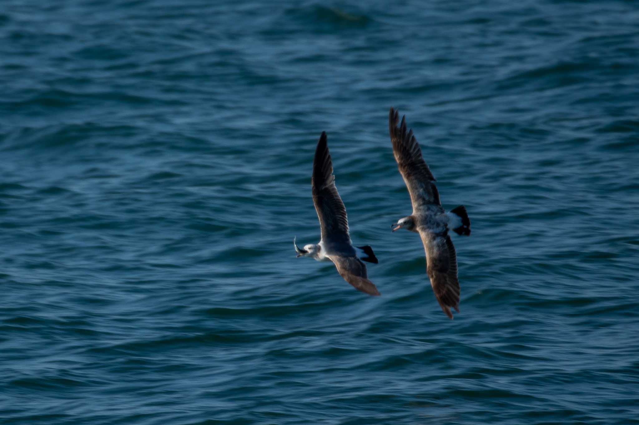 Photo of Streaked Shearwater at 田代島航路 by かつきち