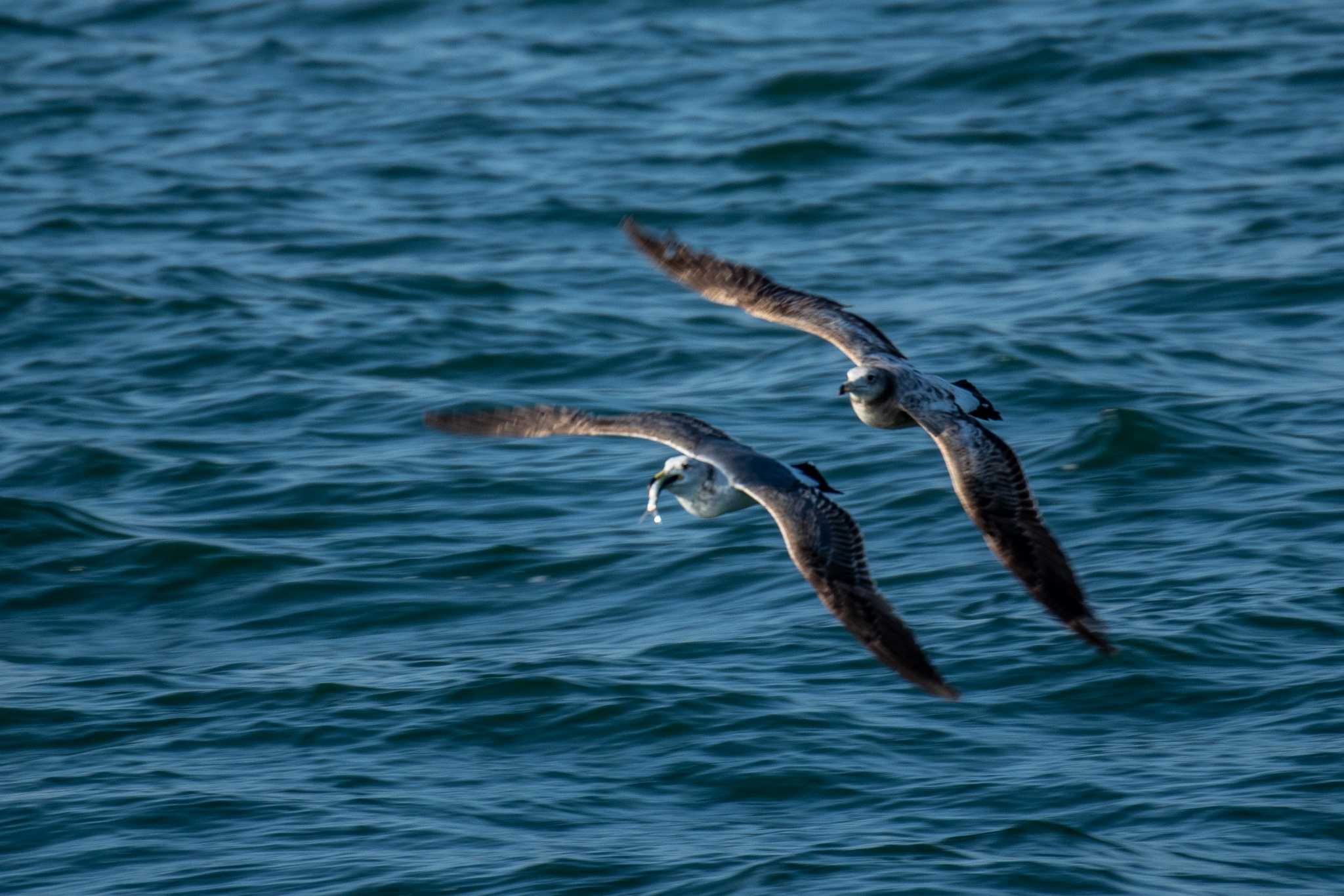 Photo of Streaked Shearwater at 田代島航路 by かつきち