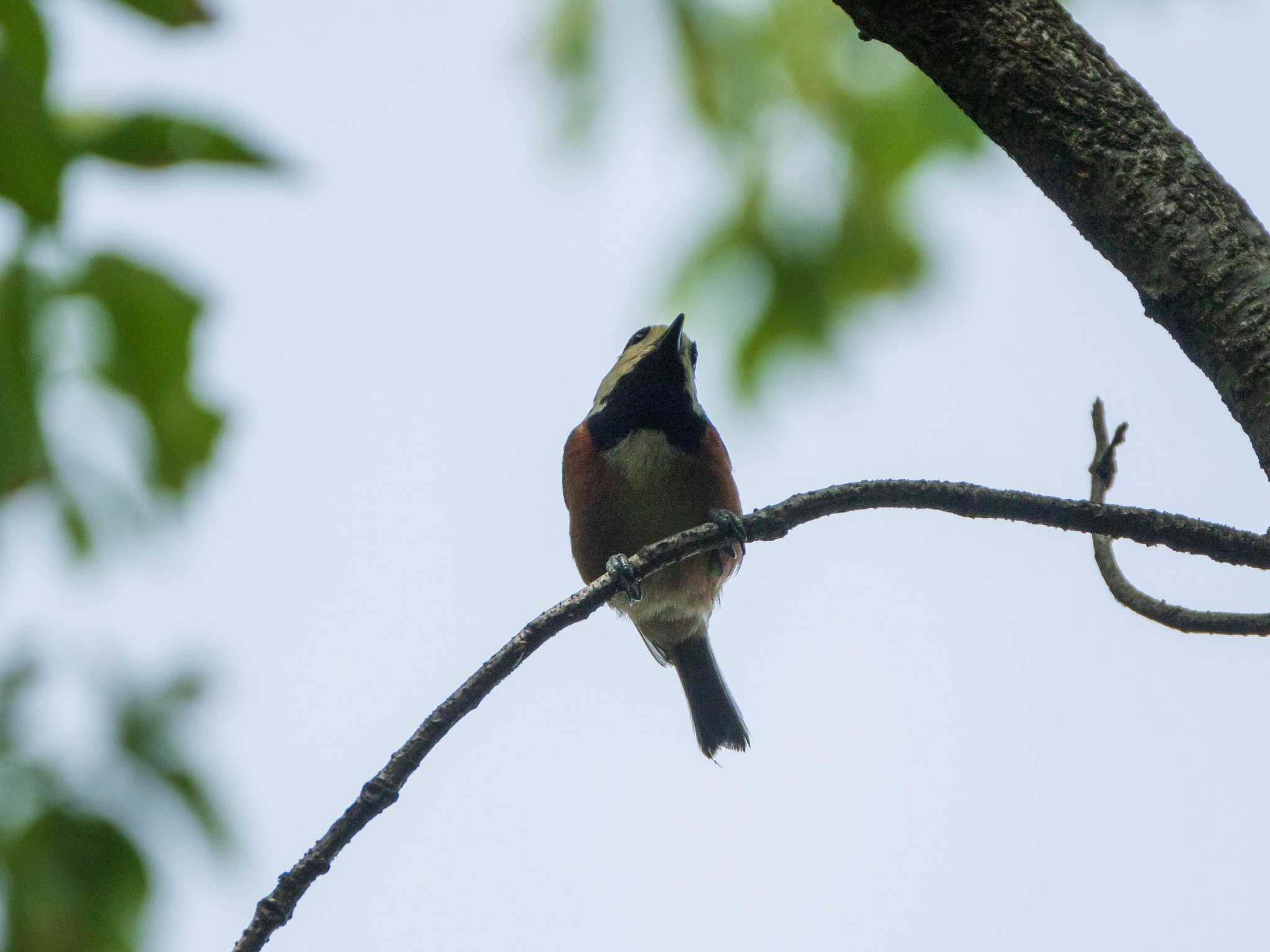 Varied Tit