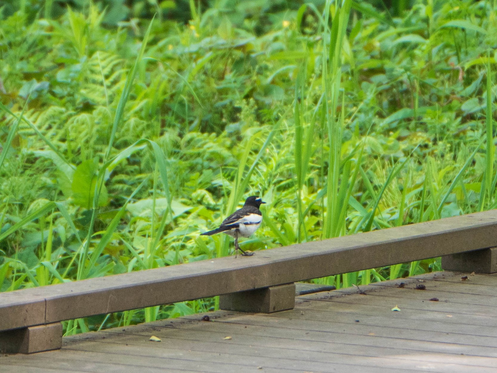 Photo of Japanese Wagtail at 柿田川湧水公園 by ryokawameister