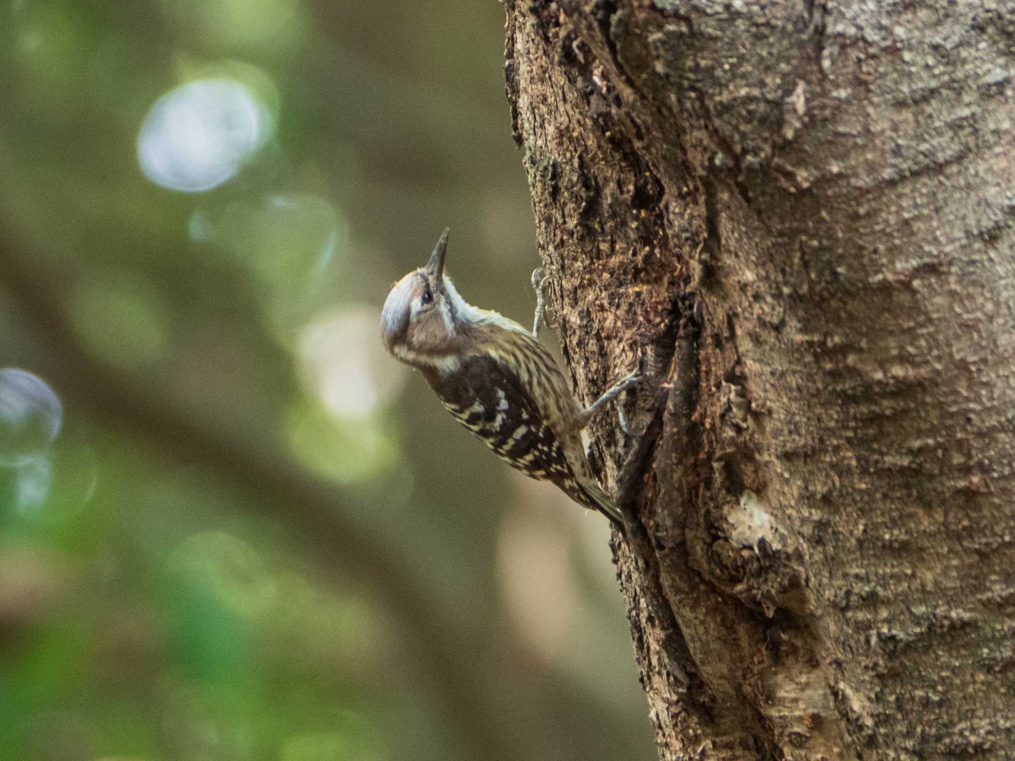 Japanese Pygmy Woodpecker