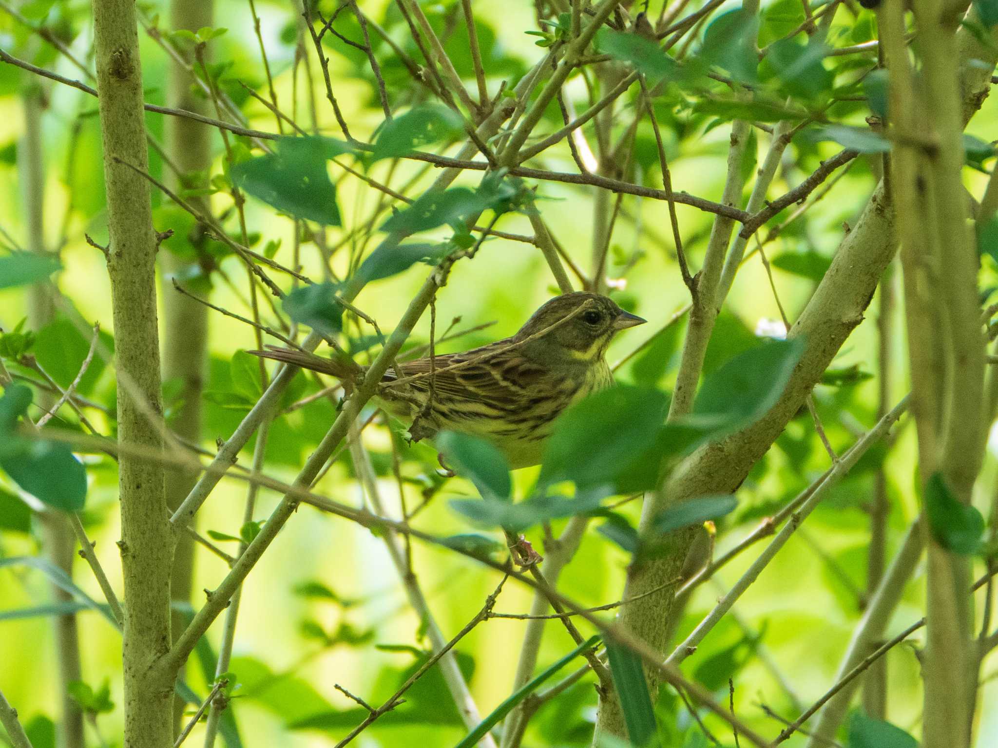 Masked Bunting