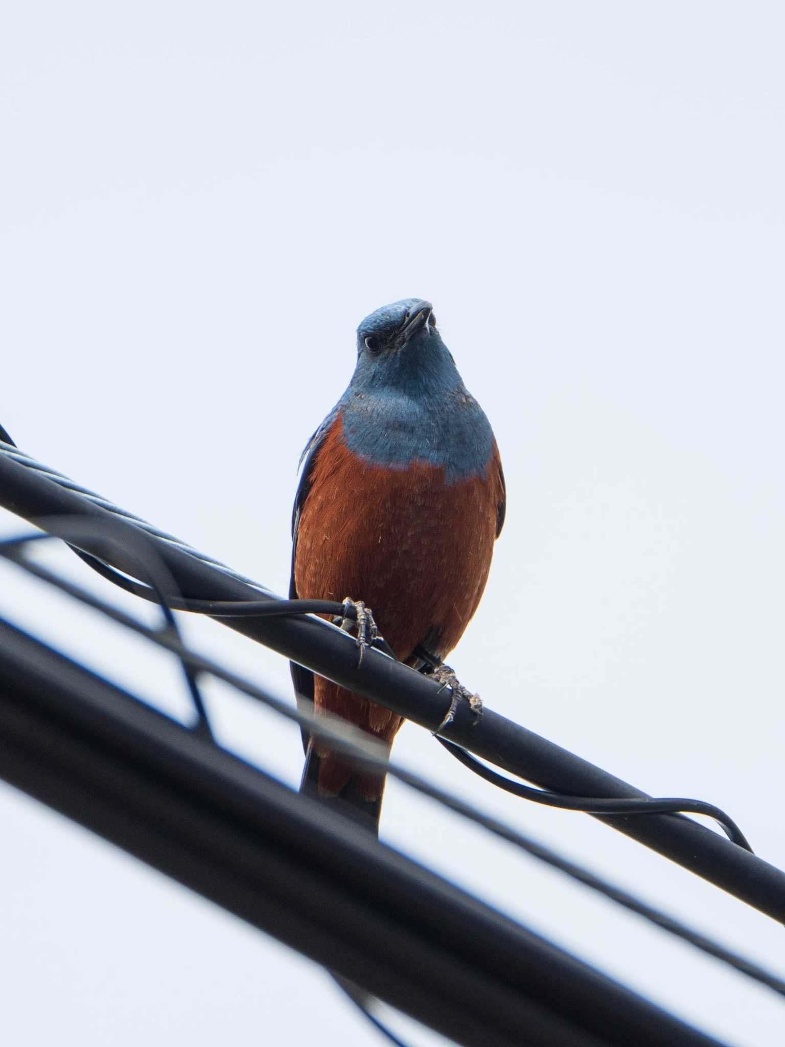 Blue Rock Thrush