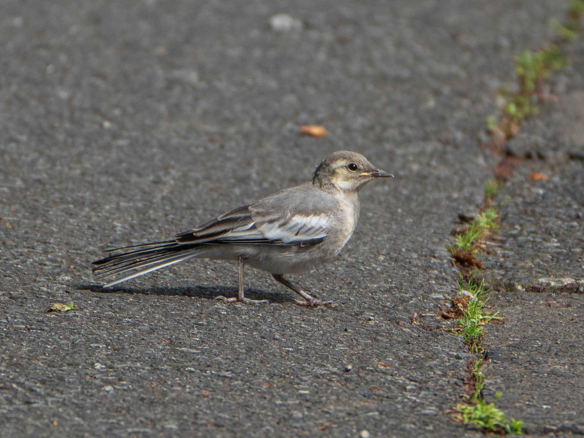 White Wagtail