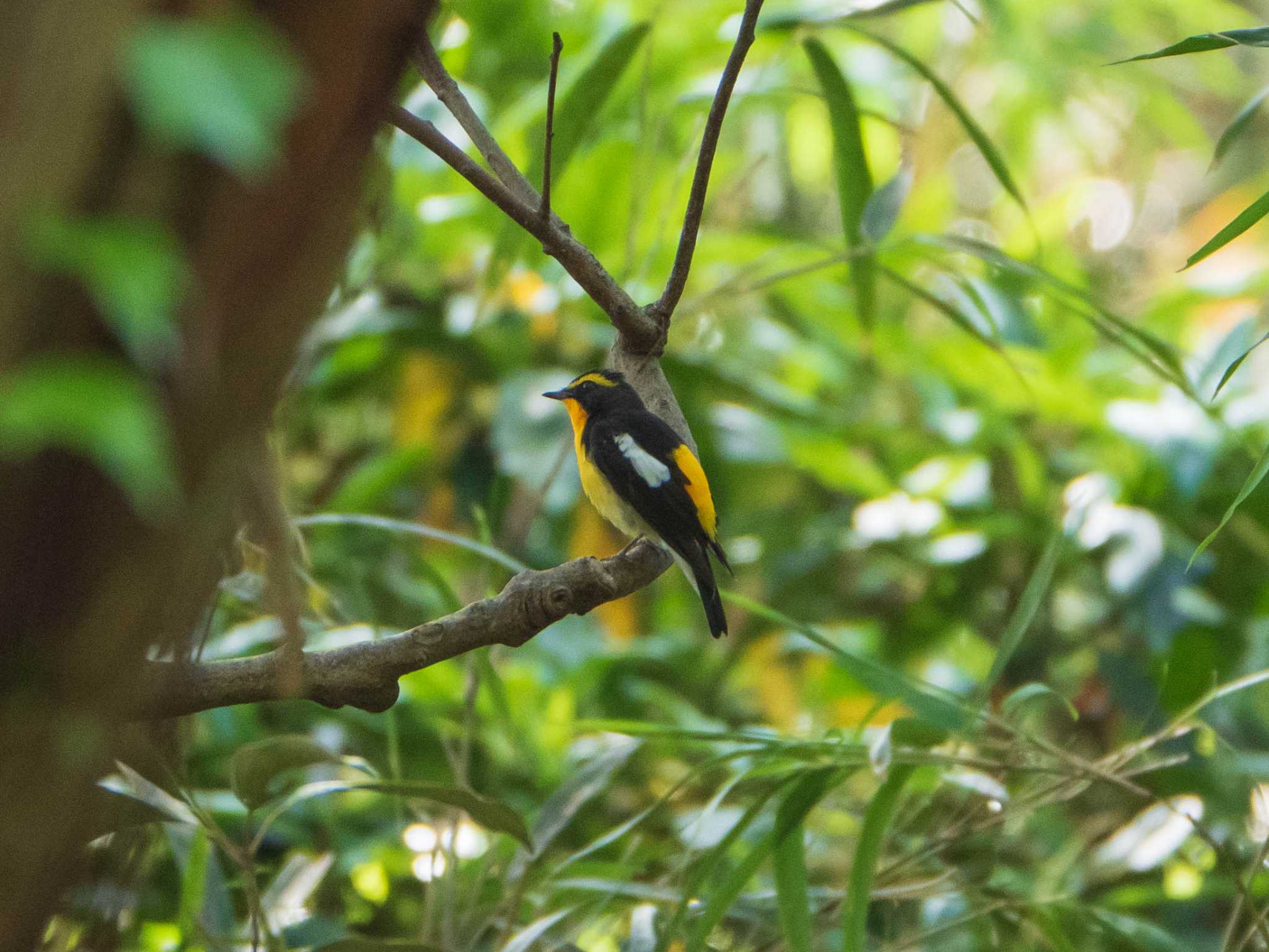 Narcissus Flycatcher