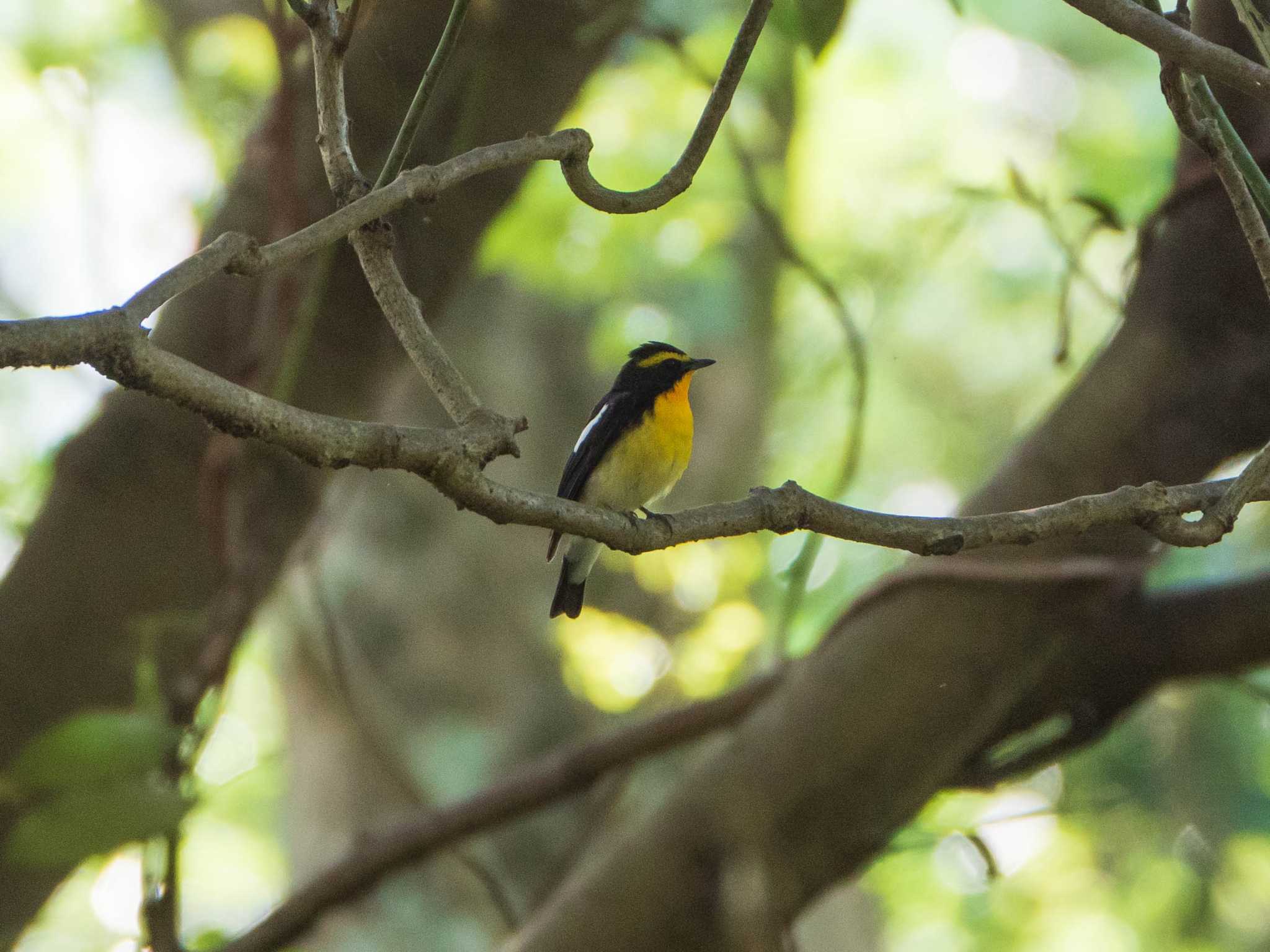 Narcissus Flycatcher