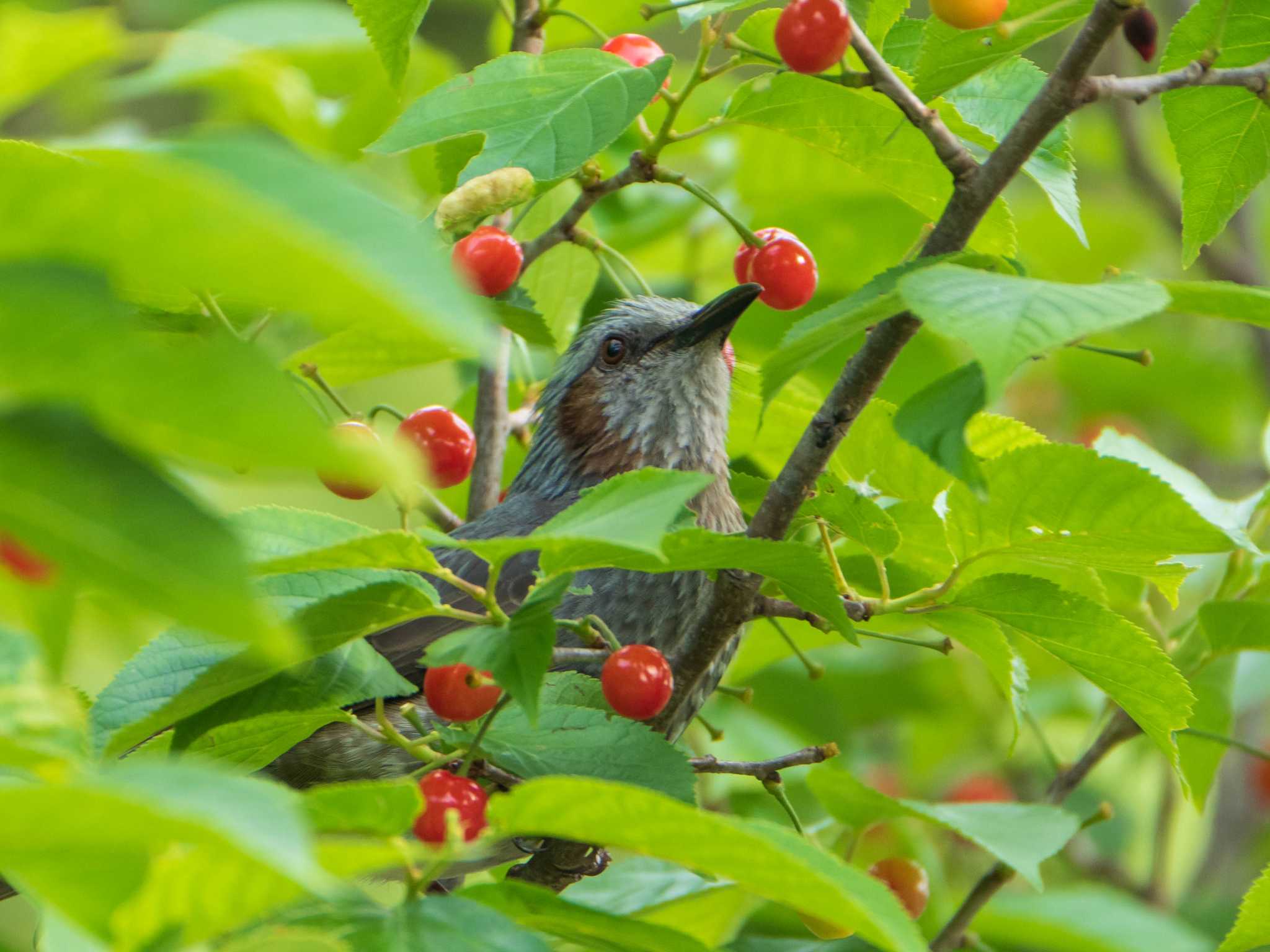 Brown-eared Bulbul