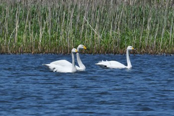 2019年5月2日(木) 新潟県村上市の野鳥観察記録